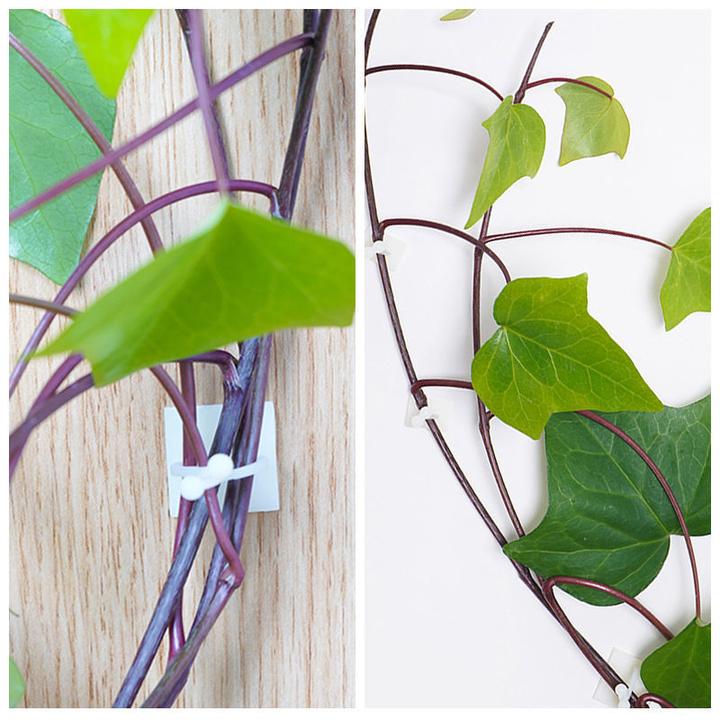 Treeva fastening clips for climbing plant walls